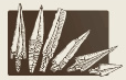 Parution : "Renewed Excavations at Beisamoun", Journal of the Israel Prehistoric Society 44 (2014)