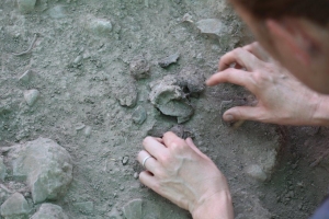 ddd Beisamoun : mise au jour d’un fragment d’oreille surmodelée